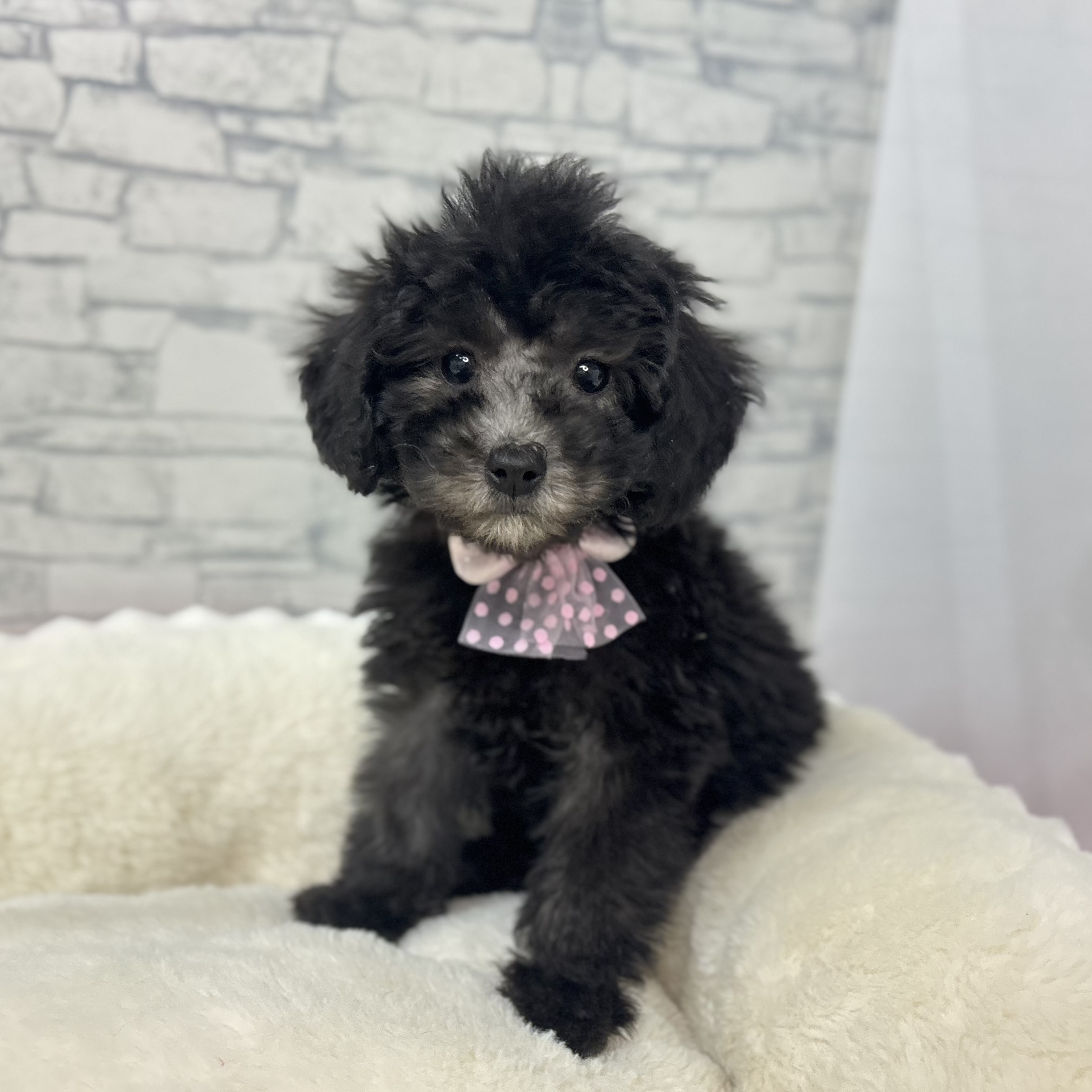 トイプードル女の子の写真