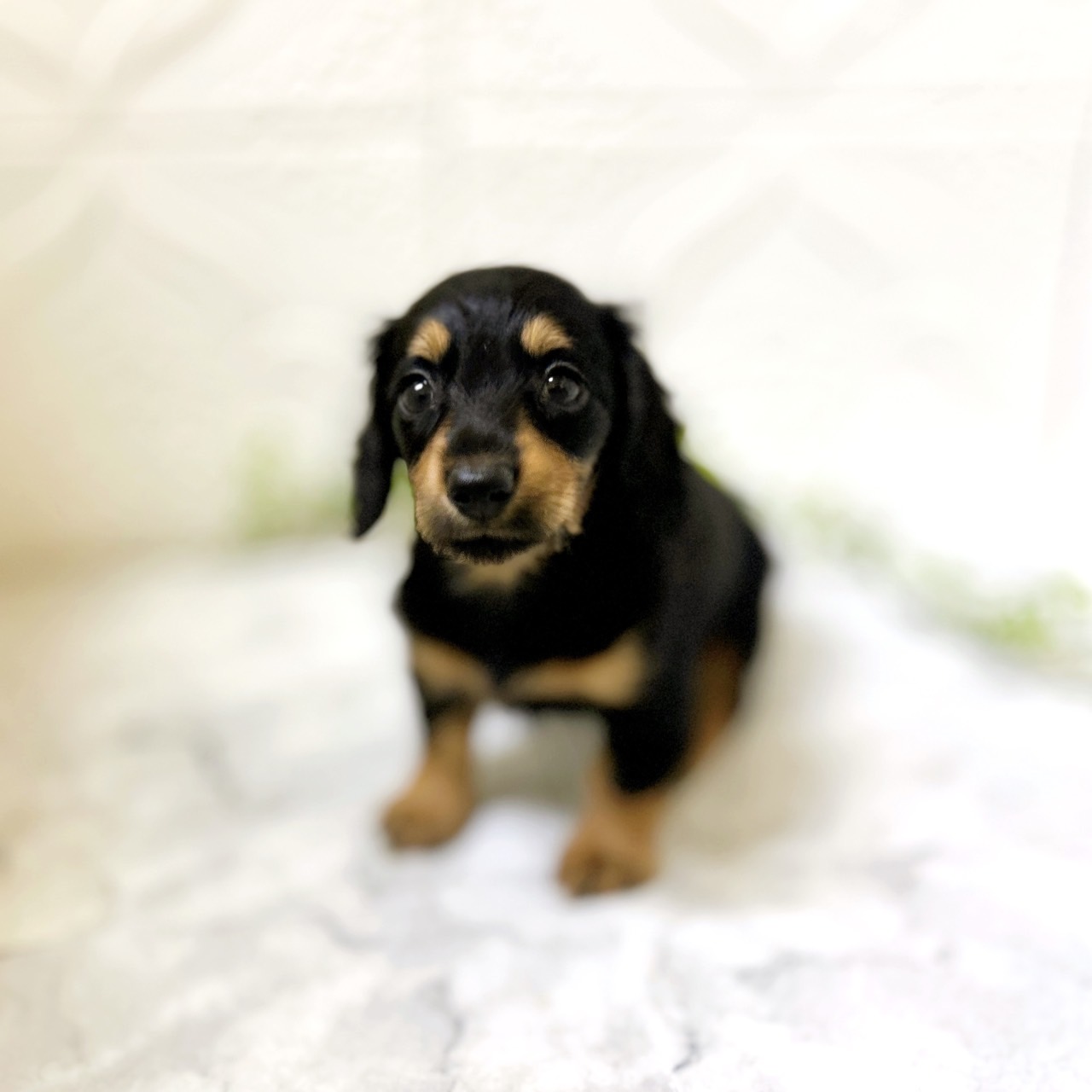 ミニチュアダックスフンド(ブラックタン)の子犬を価格や特徴で探す