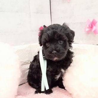 静岡県のマルプー(マルチーズ×プードル) (犬の家＆猫の里プレ葉ウォーク浜北店/2026年1月6日生まれ/男の子/ブラック)の子犬の4枚目の画像