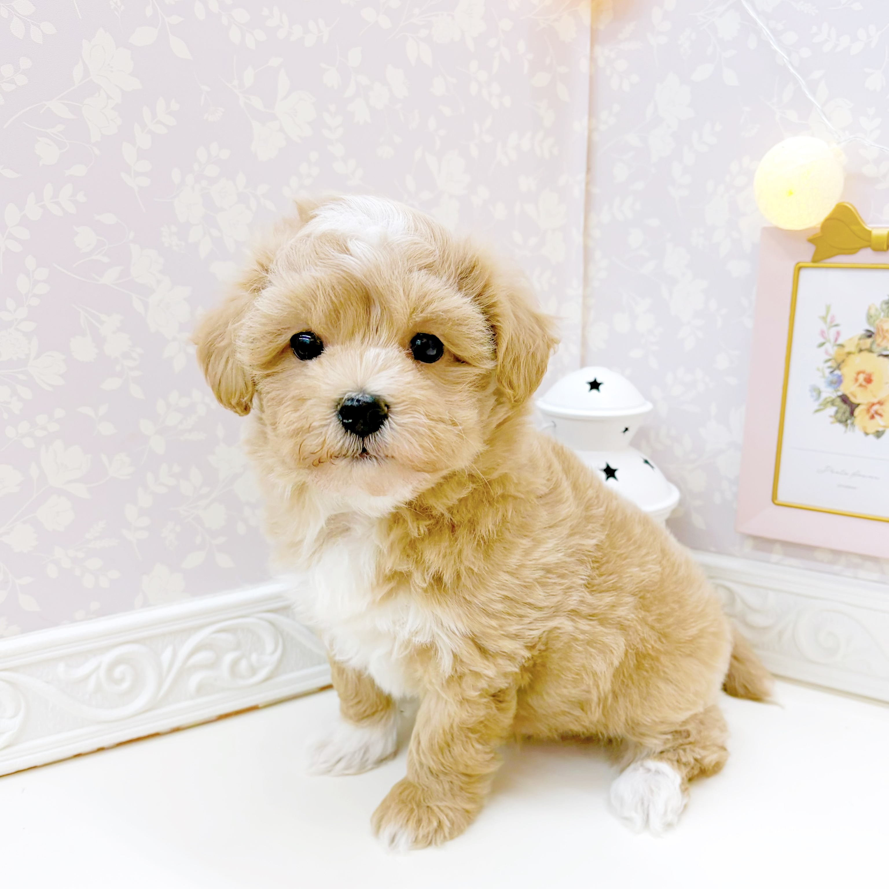 富山県のマルプー(マルチーズ×プードル) (犬の家＆猫の里富山店/2026年1月5日生まれ/男の子/アプリコット)の子犬の4枚目の画像