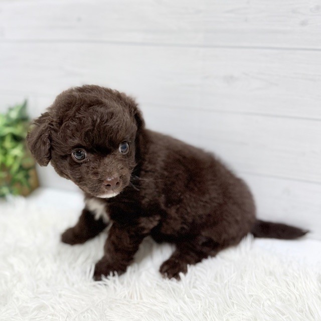 愛知県のチワプー/プーチー(チワワ×プードル) (犬の家＆猫の里豊田店/2026年1月6日生まれ/男の子/チョコレートホワイト)の子犬の4枚目の画像