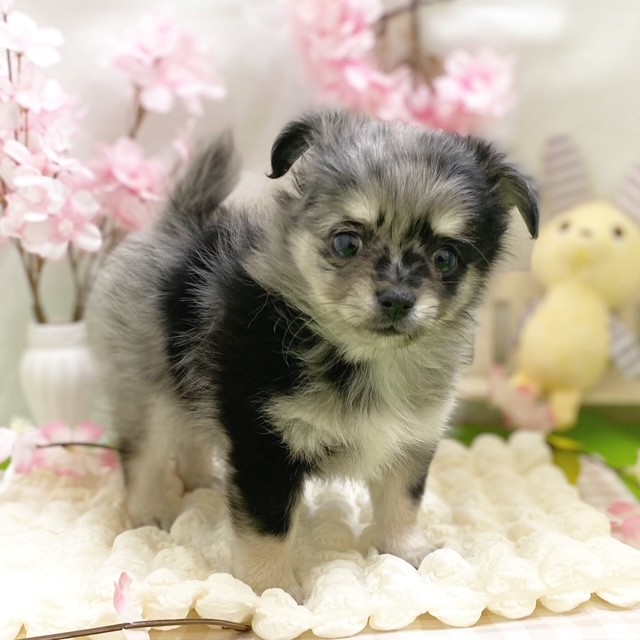 静岡県のポメチワ/チワポメ/ポメチー(ポメラニアン×チワワ) (犬の家＆猫の里藤枝店/2026年1月4日生まれ/男の子/ブルーマールホワイト)の子犬の4枚目の画像