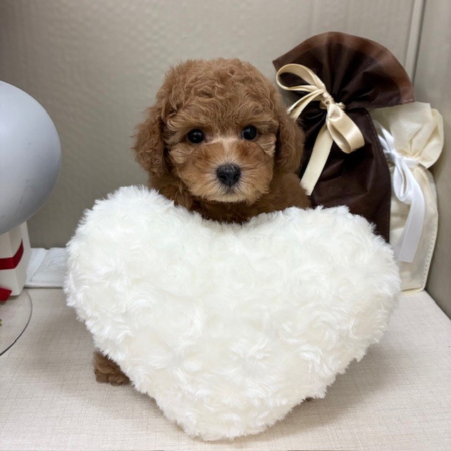 千葉県のトイプードル(トイ) (犬の家＆猫の里ワンズモール稲毛店/2025年12月31日生まれ/女の子/レッドフォーン)の子犬の4枚目の画像