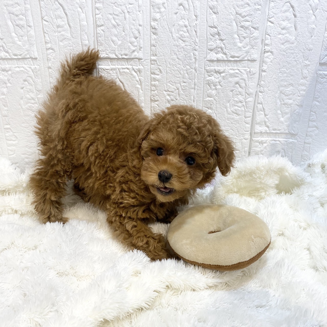 長野県のトイプードル(トイ) (犬の家＆猫の里カインズ梓川店/2025年12月31日生まれ/女の子/レッドフォーン)の子犬の4枚目の画像