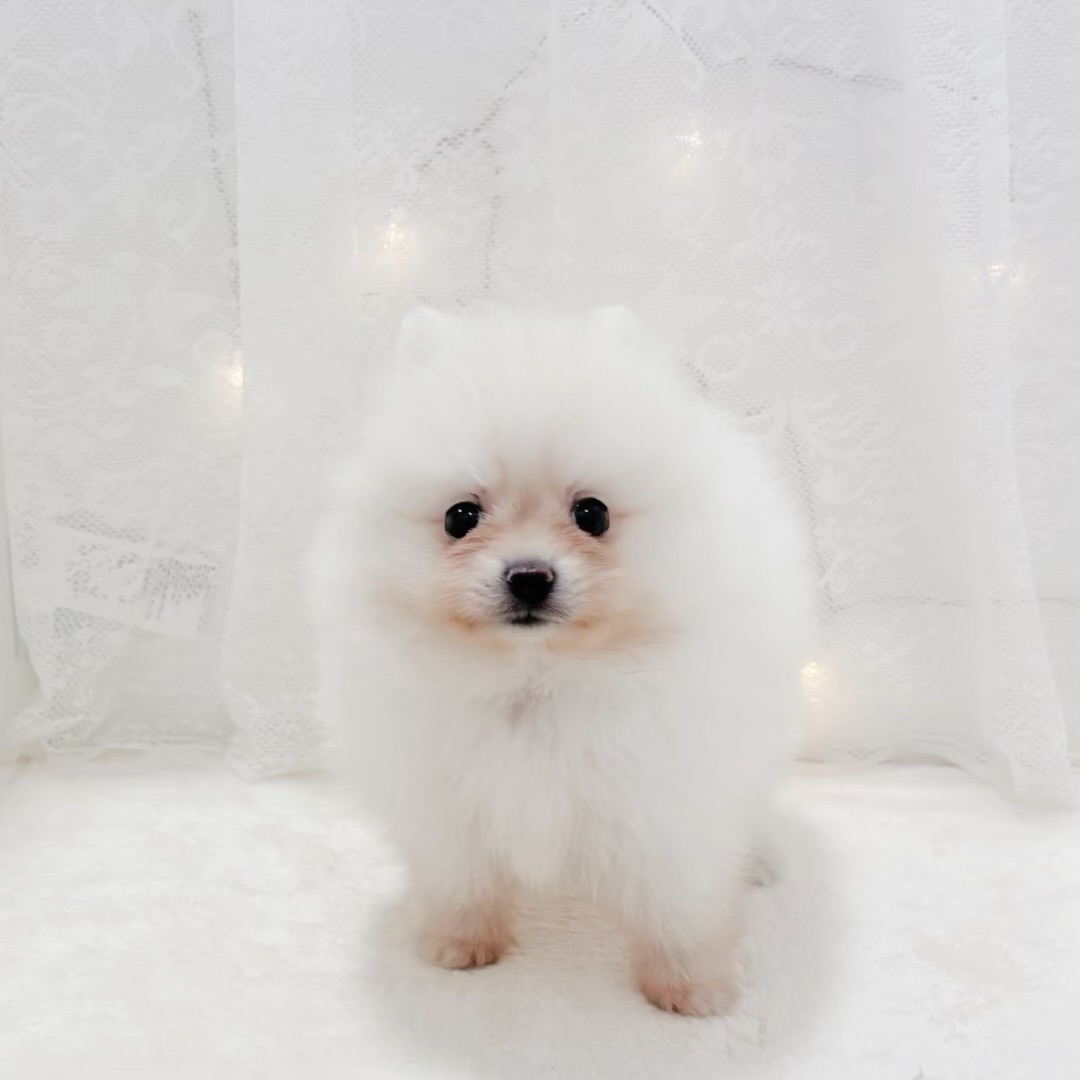 千葉県のポメラニアン (犬の家＆猫の里BIGHOPガーデンモール印西店/2026年1月5日生まれ/男の子/クリーム)の子犬の4枚目の画像