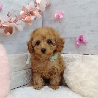 静岡県のトイプードル(トイ) (犬の家＆猫の里プレ葉ウォーク浜北店/2026年1月3日生まれ/男の子/レッド)の子犬の4枚目の画像