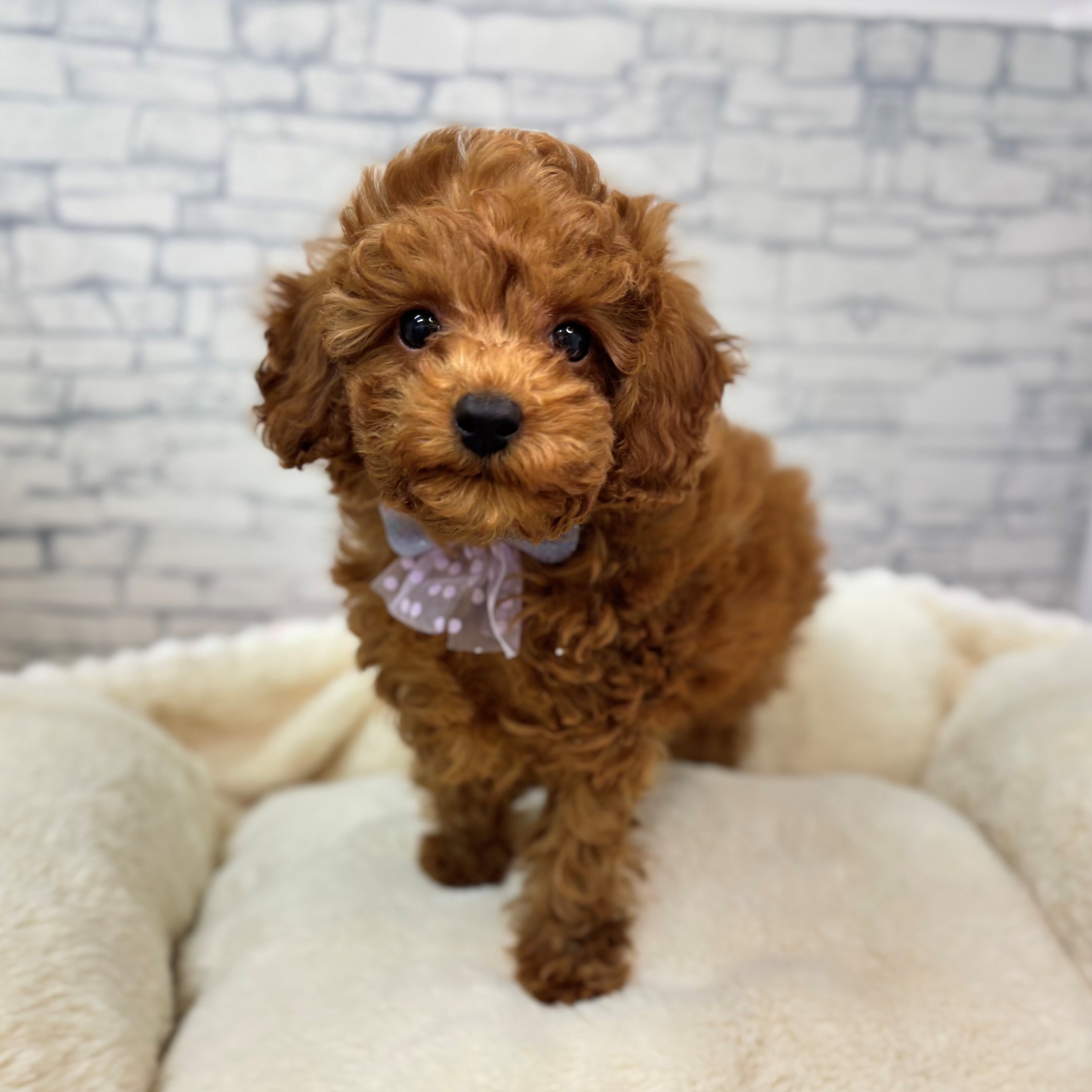 長野県のトイプードル(トイ) (犬の家＆猫の里長野店/2026年1月3日生まれ/男の子/レッド)の子犬の4枚目の画像