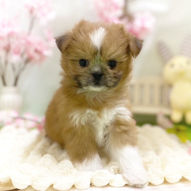 静岡県のポメズー/ポメシーズ(ポメラニアン×シーズー) (犬の家＆猫の里藤枝店/2026年1月6日生まれ/女の子/レッドホワイト)の子犬の4枚目の画像