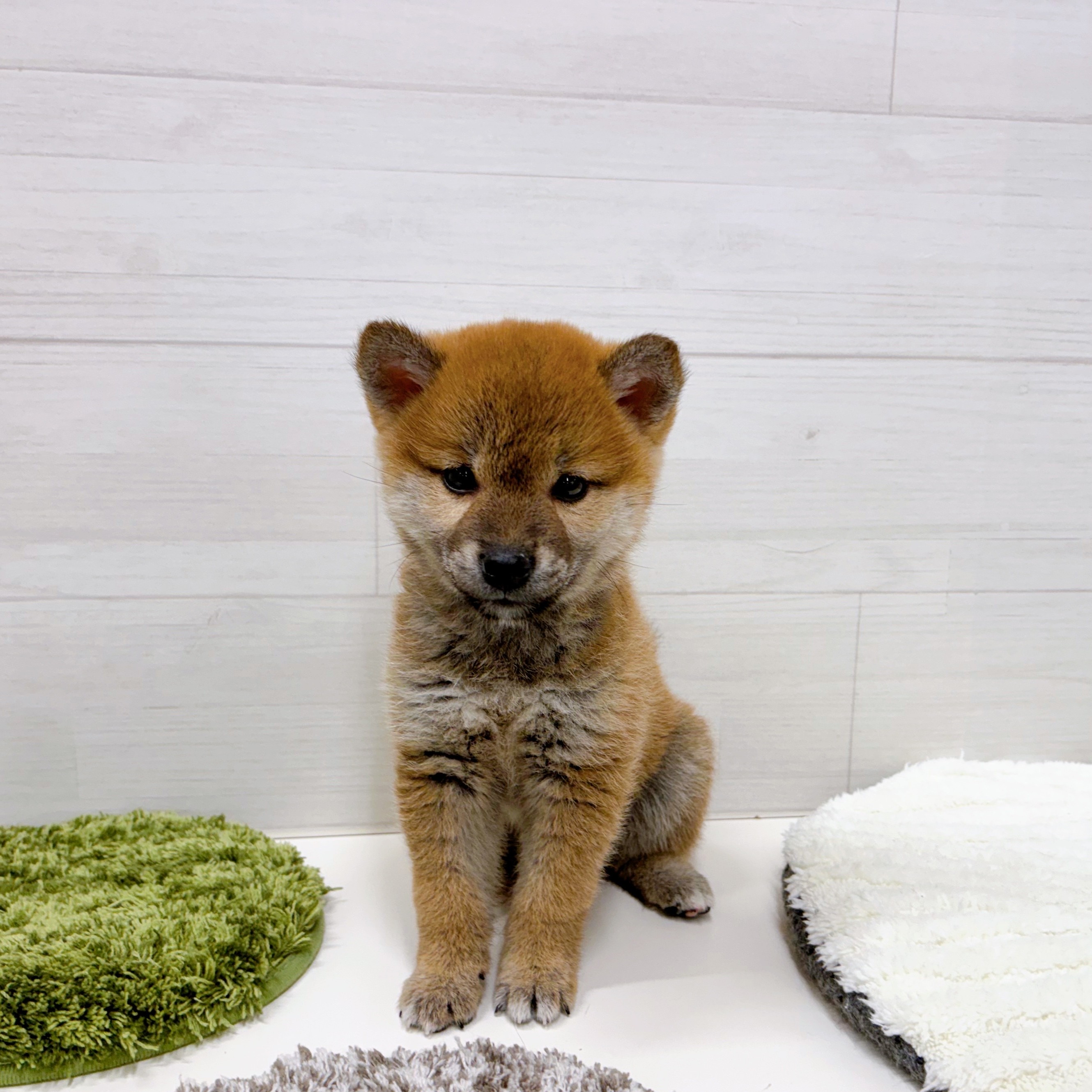 石川県の柴犬(標準サイズ) (犬の家＆猫の里アミーゴ金沢おこばた店/2026年1月4日生まれ/女の子/赤)の子犬の4枚目の画像