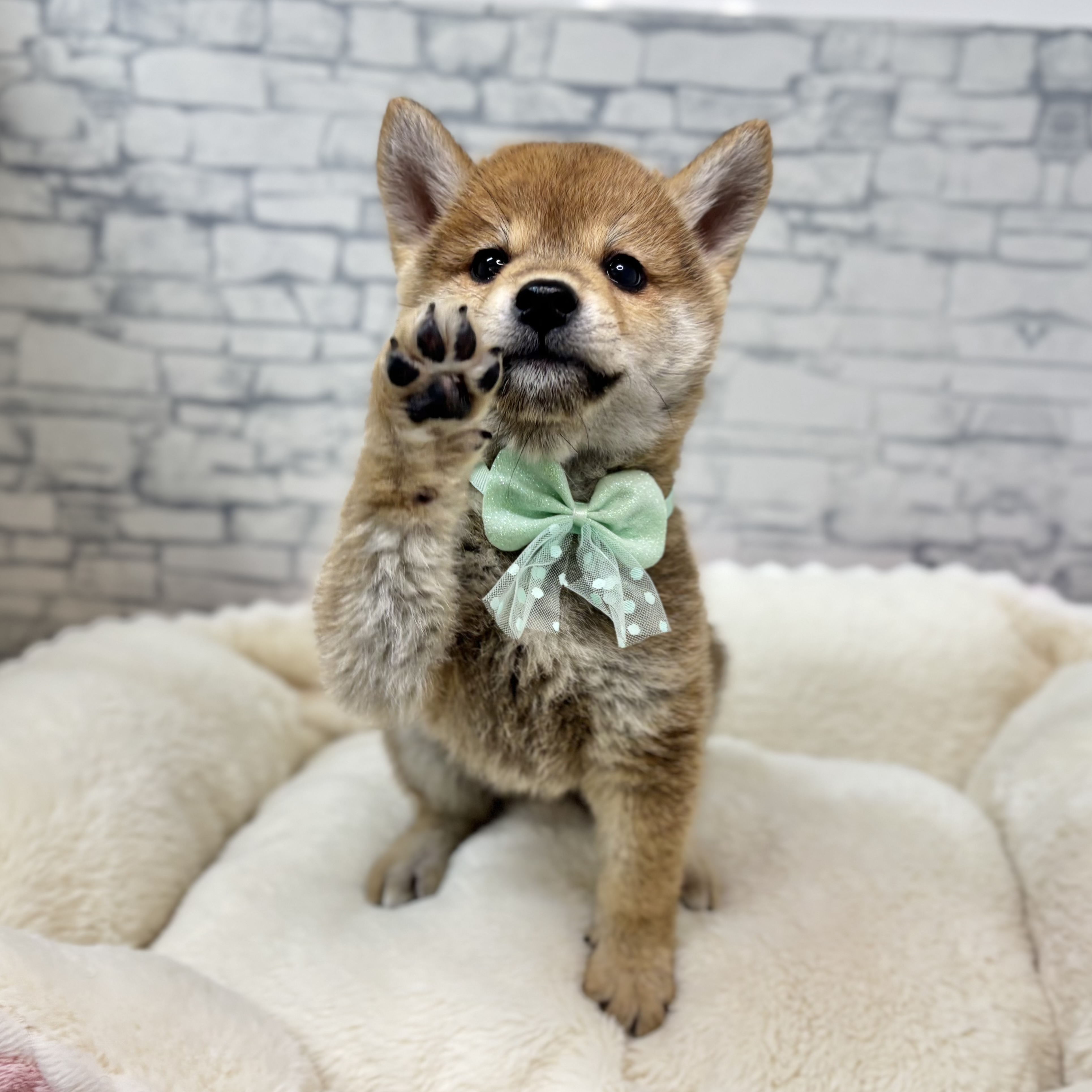 長野県の柴犬(標準サイズ) (犬の家＆猫の里長野店/2026年1月4日生まれ/男の子/赤)の子犬の4枚目の画像