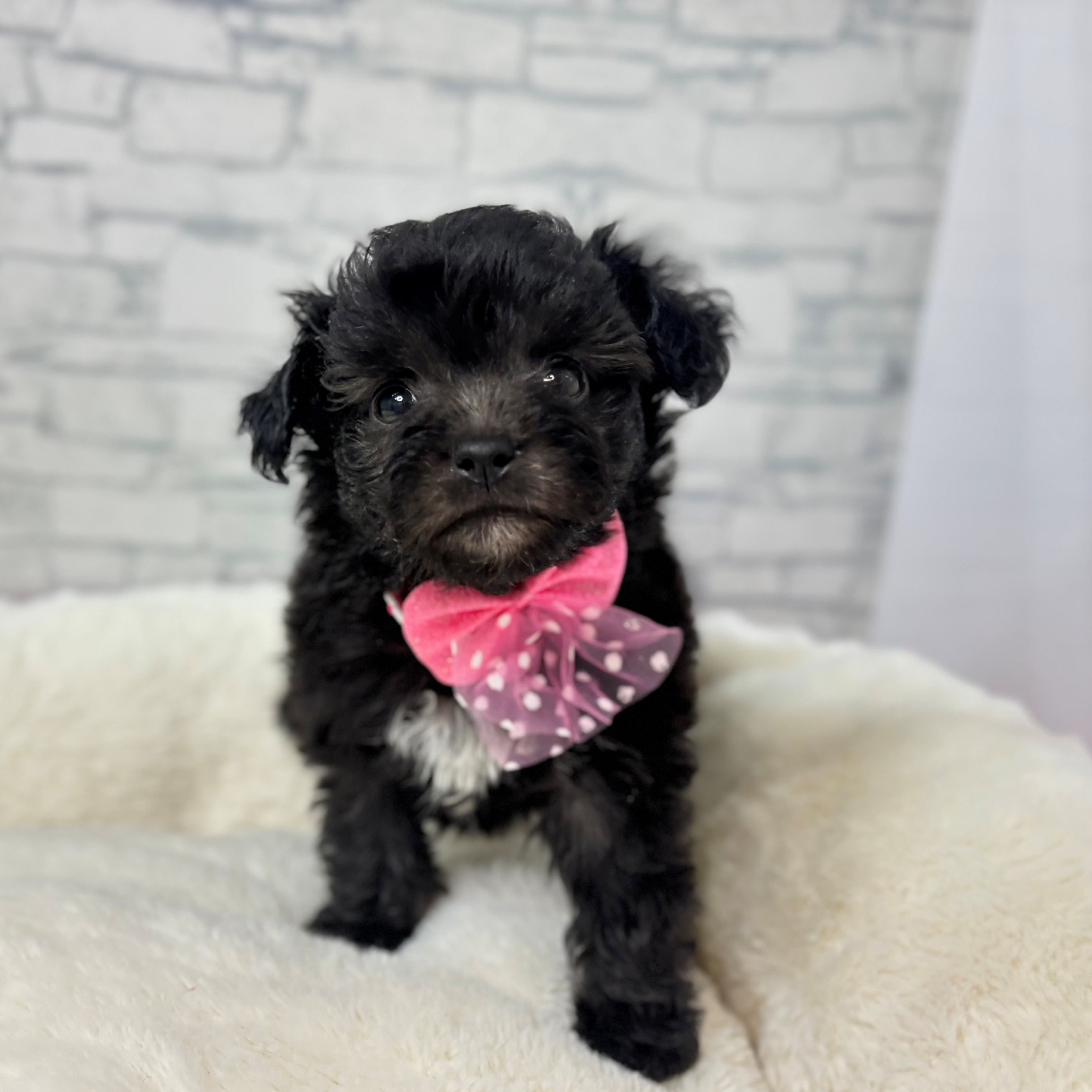 長野県のチワプー/プーチー(チワワ×プードル) (犬の家＆猫の里長野店/2026年1月6日生まれ/女の子/シルバー)の子犬の4枚目の画像