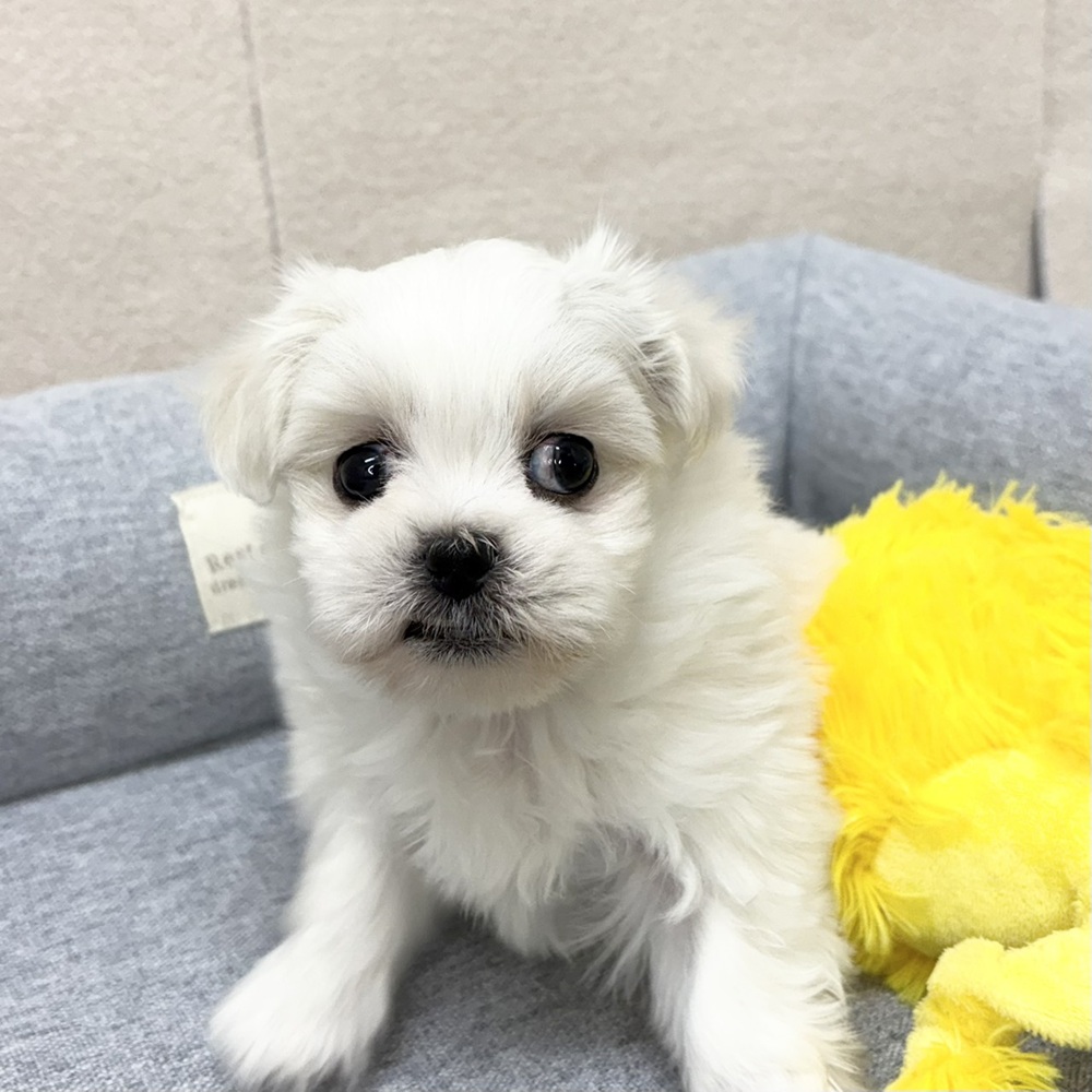 長野県のペキマル/マルペキ(ペキニーズ×マルチーズ) (犬の家＆猫の里塩尻店/2026年1月4日生まれ/女の子/ホワイト)の子犬の4枚目の画像