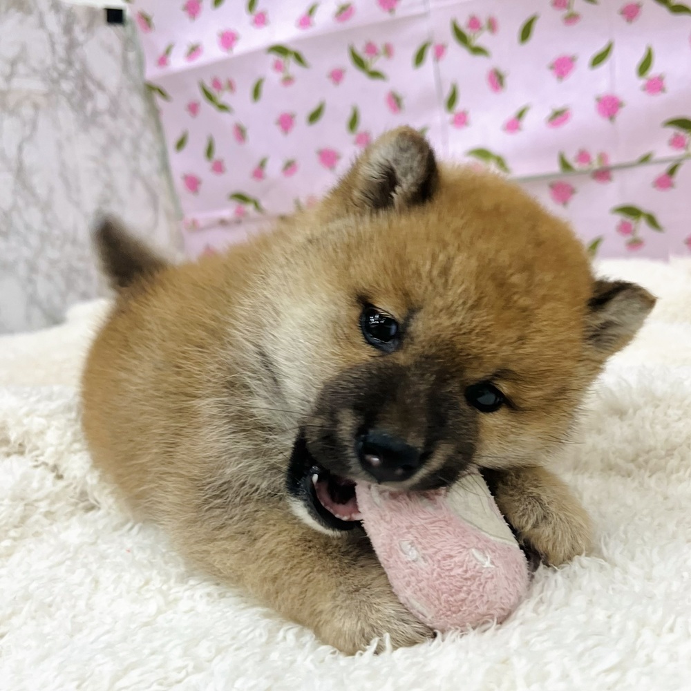 愛知県の柴犬(標準サイズ) (犬の家＆猫の里エアポートウォーク店/2026年1月4日生まれ/男の子/赤)の子犬の4枚目の画像
