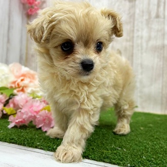 神奈川県のチワプー/プーチー(チワワ×プードル) (犬の家＆猫の里小田原店/2026年1月6日生まれ/男の子/クリーム)の子犬の4枚目の画像