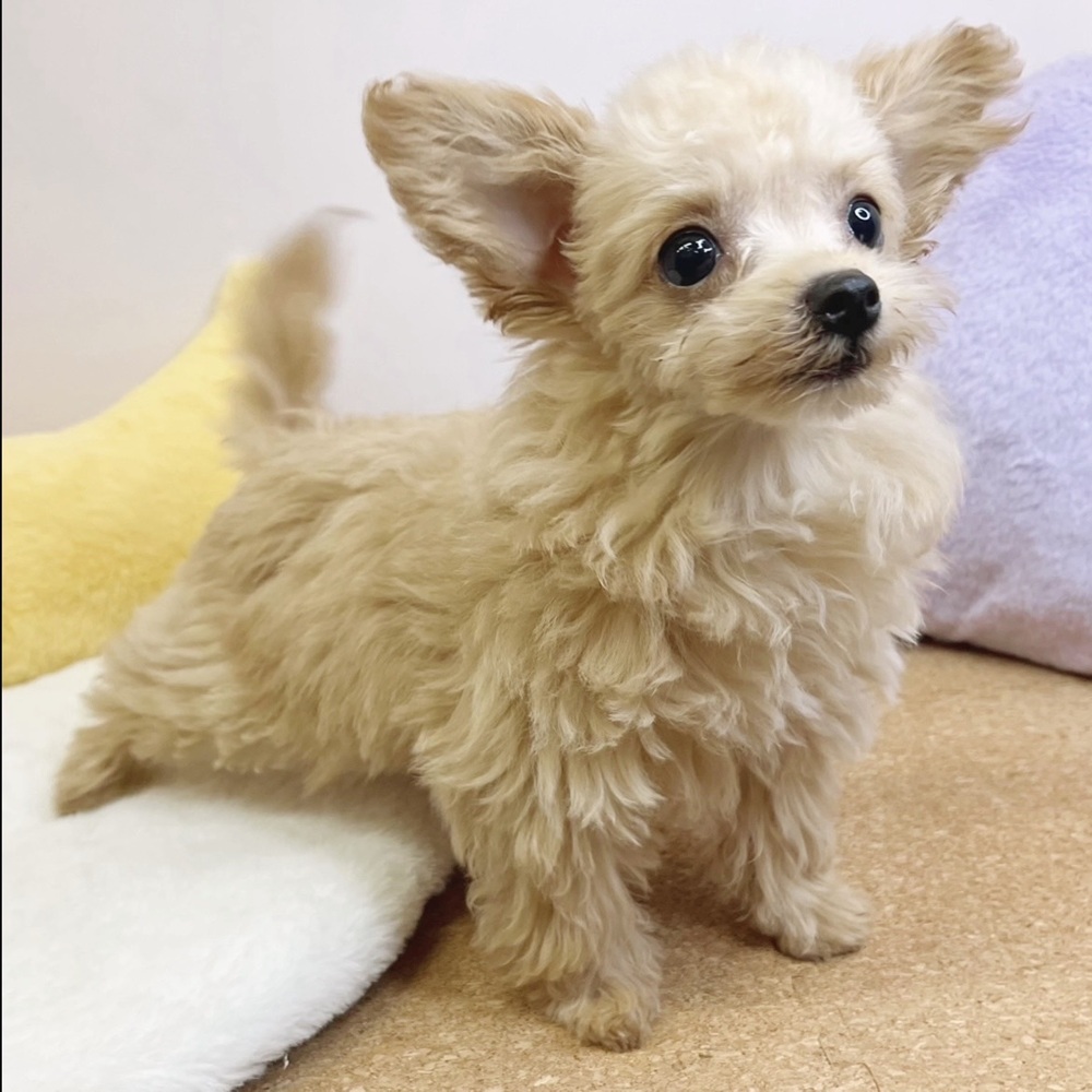 静岡県のチワプー/プーチー(チワワ×プードル) (犬の家＆猫の里マークイズ静岡店/2026年1月6日生まれ/男の子/クリーム)の子犬の4枚目の画像