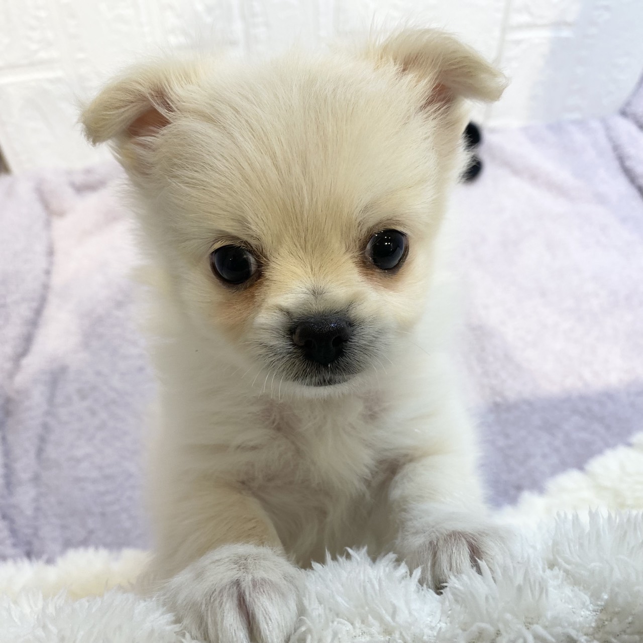 長野県のポメチワ/チワポメ/ポメチー(ポメラニアン×チワワ) (犬の家＆猫の里カインズ梓川店/2026年1月4日生まれ/女の子/クリーム)の子犬の4枚目の画像