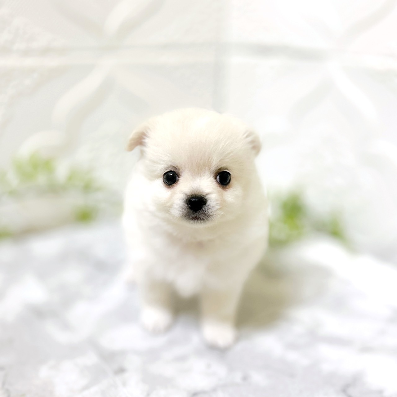 愛知県のポメチワ/チワポメ/ポメチー(ポメラニアン×チワワ) (犬の家＆猫の里岡崎店/2026年1月4日生まれ/男の子/クリーム)の子犬の1枚目の画像