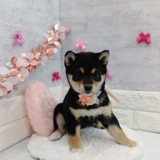 静岡県の柴犬(標準サイズ) (犬の家＆猫の里プレ葉ウォーク浜北店/2026年1月6日生まれ/女の子/黒)の子犬の4枚目の画像