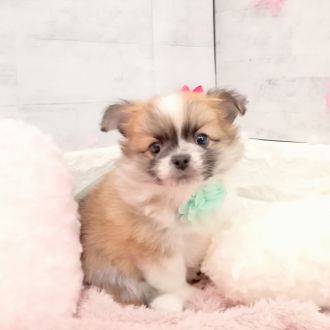 静岡県のポメチワ/チワポメ/ポメチー(ポメラニアン×チワワ) (犬の家＆猫の里プレ葉ウォーク浜北店/2026年1月5日生まれ/男の子/フォーンホワイト)の子犬の4枚目の画像