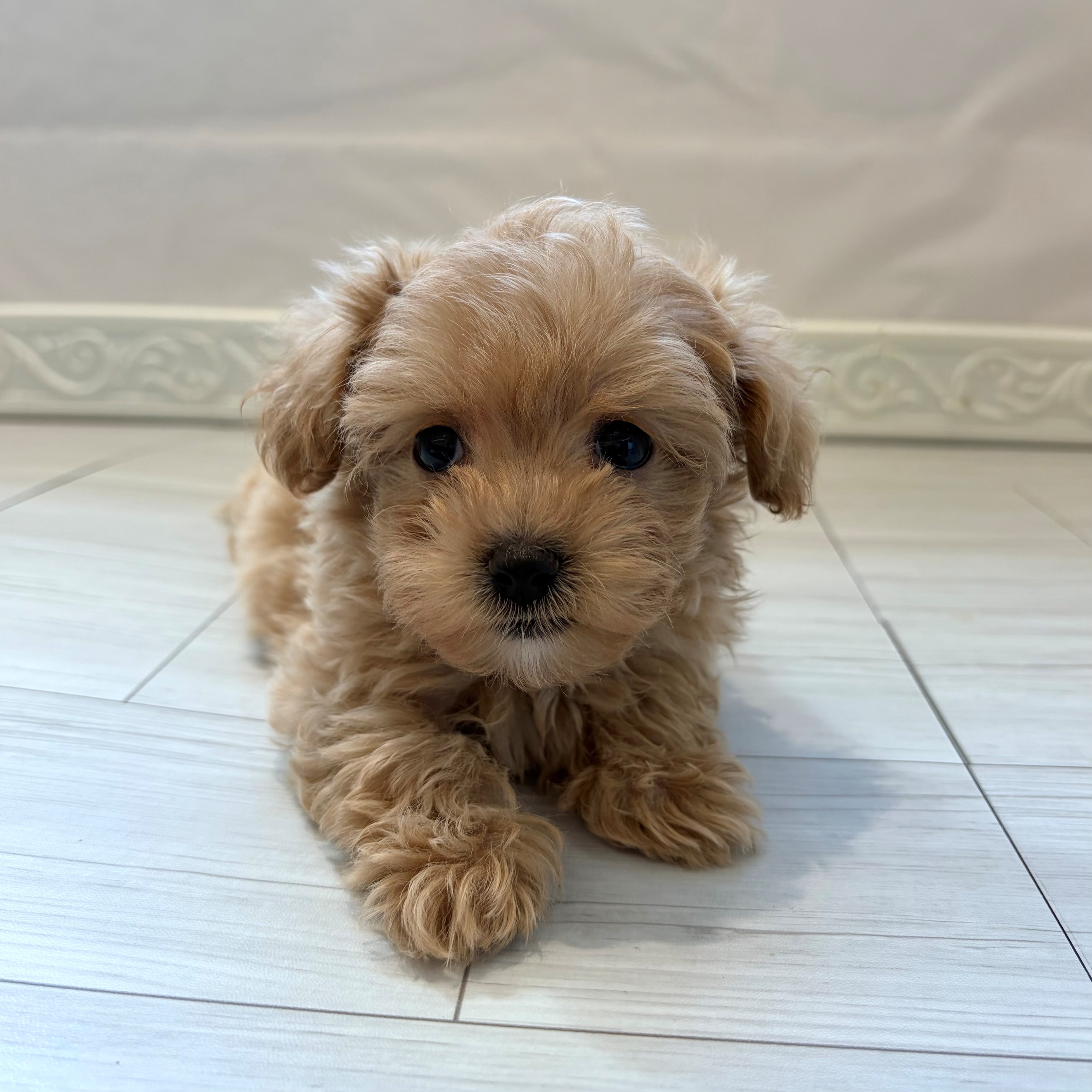 ハーフ犬女の子の写真