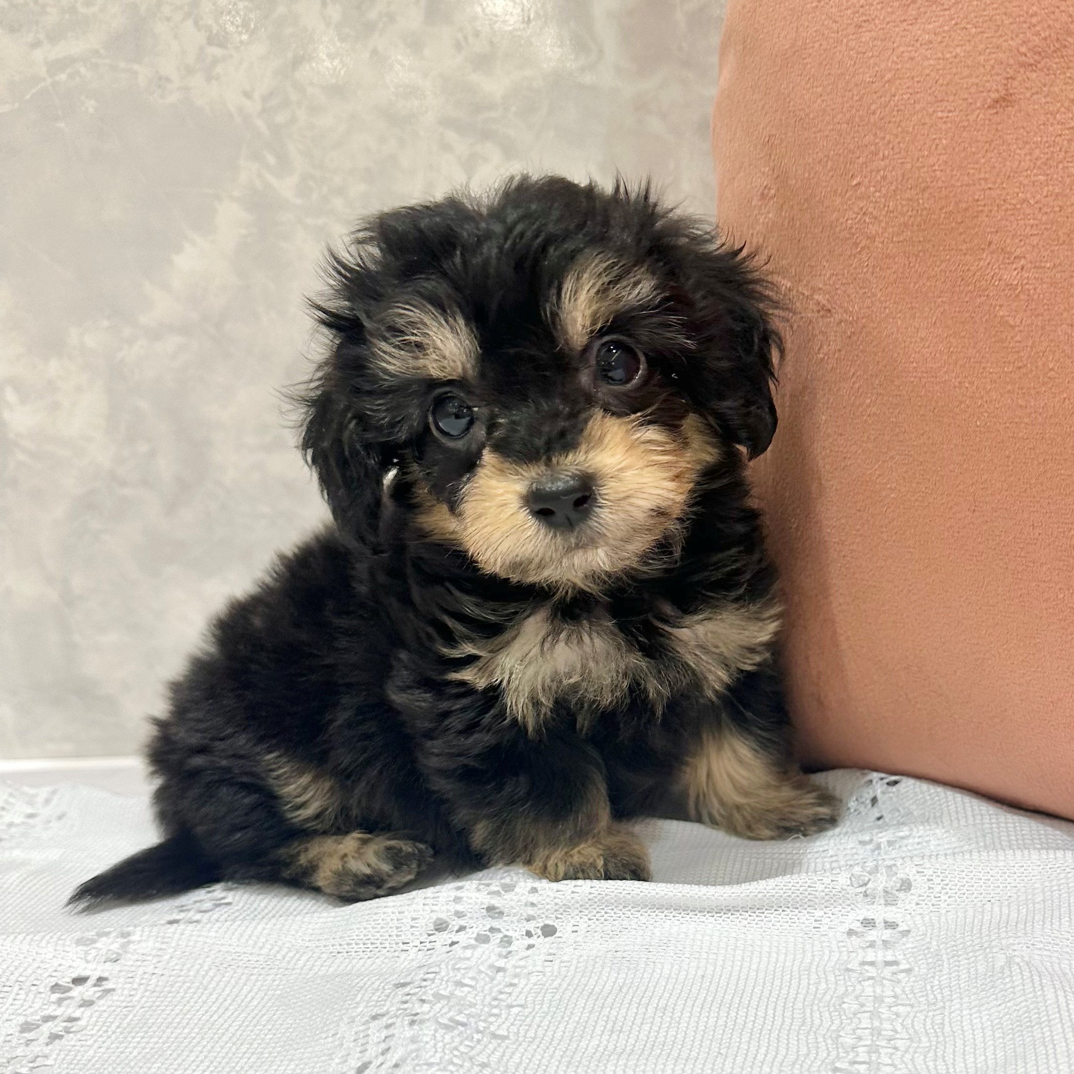 福岡県のダップー(ダックス×プードル) (犬の家＆猫の里くりえいと宗像店/2026年1月6日生まれ/男の子/ブラックタン)の子犬の4枚目の画像