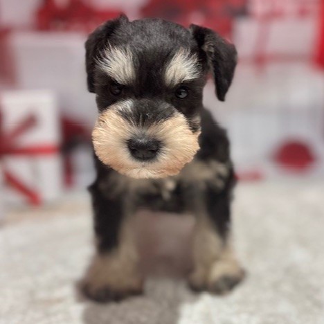 福岡県のミニチュアシュナウザー (犬の家＆猫の里トリアス久山店/2026年1月5日生まれ/男の子/ブラックシルバー)の子犬の4枚目の画像