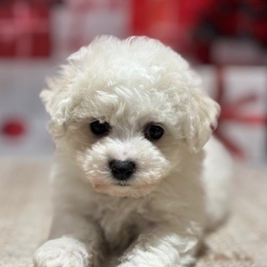 福岡県のビションフリーゼ (犬の家＆猫の里トリアス久山店/2026年1月4日生まれ/男の子/ホワイト)の子犬の4枚目の画像