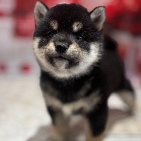 福岡県の豆柴 (犬の家＆猫の里トリアス久山店/2026年1月1日生まれ/女の子/黒)の子犬の4枚目の画像