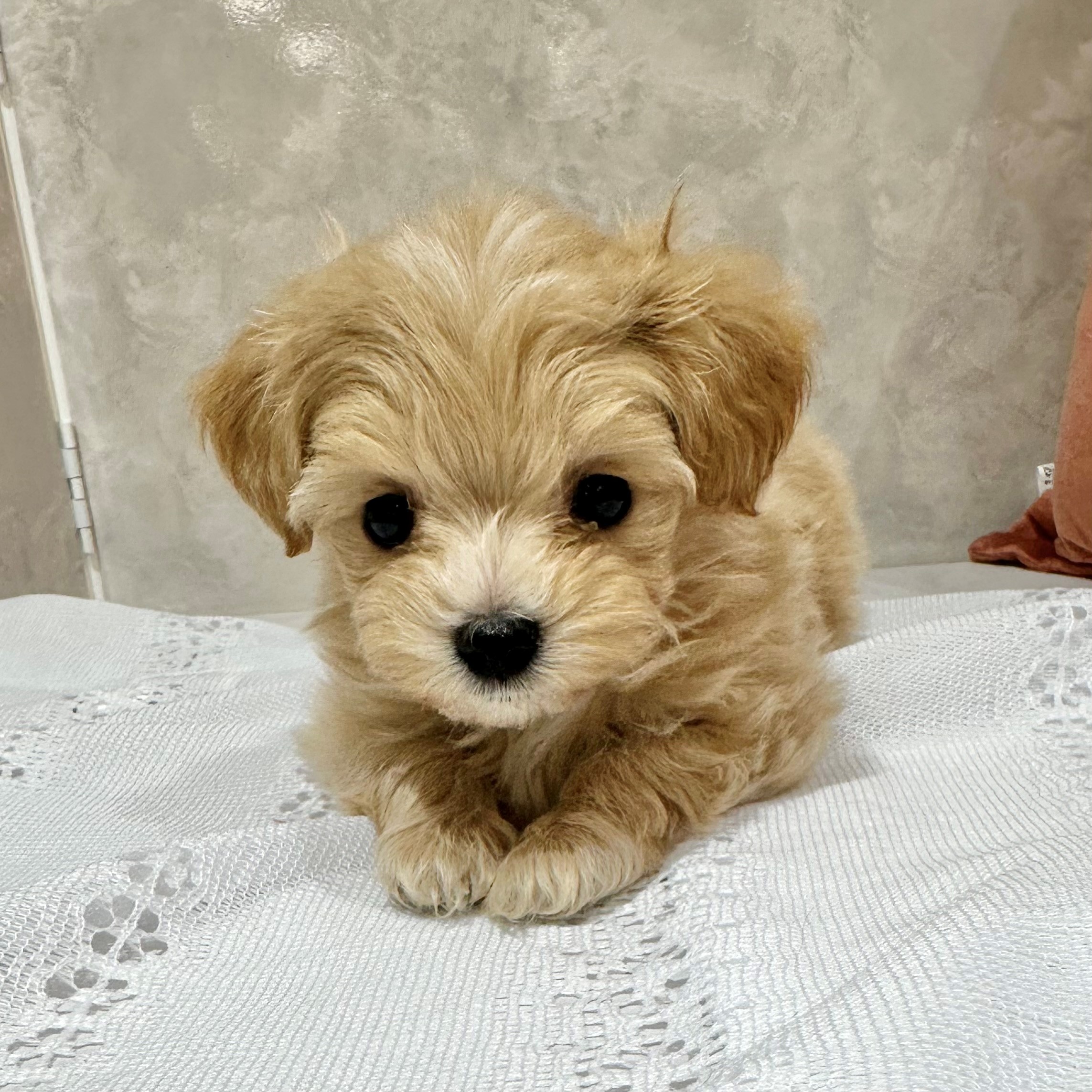 福岡県のマルプー(マルチーズ×プードル) (犬の家＆猫の里くりえいと宗像店/2026年1月2日生まれ/女の子/クリーム)の子犬の4枚目の画像