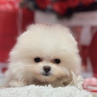 福岡県のポメラニアン (犬の家＆猫の里トリアス久山店/2026年1月4日生まれ/女の子/ホワイト)の子犬の4枚目の画像