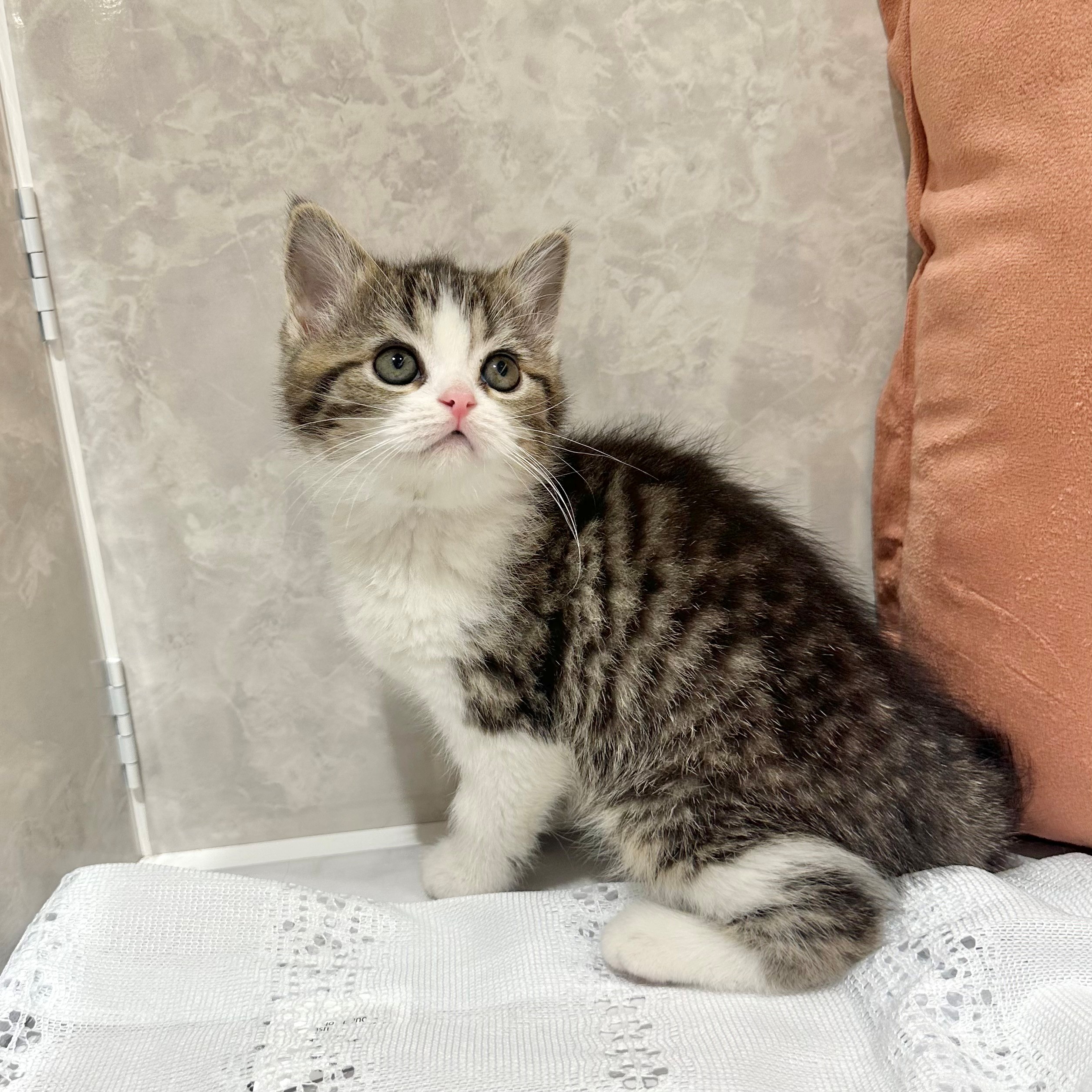 福岡県のスコティッシュフォールド (犬の家＆猫の里くりえいと宗像店/2026年1月3日生まれ/女の子/ブラウンパッチドタビーホワイト)の子猫の4枚目の画像