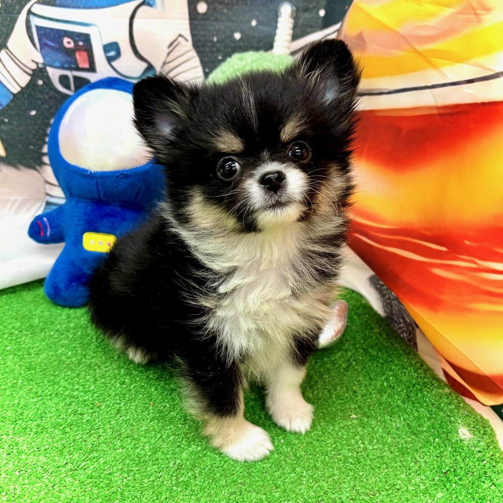 愛知県のポメチワ/チワポメ/ポメチー(ポメラニアン×チワワ) (犬の家＆猫の里名古屋天白店/2026年1月6日生まれ/男の子/ブラックタンホワイト)の子犬の4枚目の画像