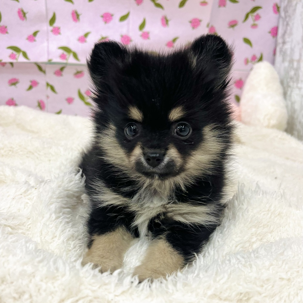 愛知県のポメチワ/チワポメ/ポメチー(ポメラニアン×チワワ) (犬の家＆猫の里エアポートウォーク店/2026年1月6日生まれ/女の子/ブラックタンホワイト)の子犬の4枚目の画像