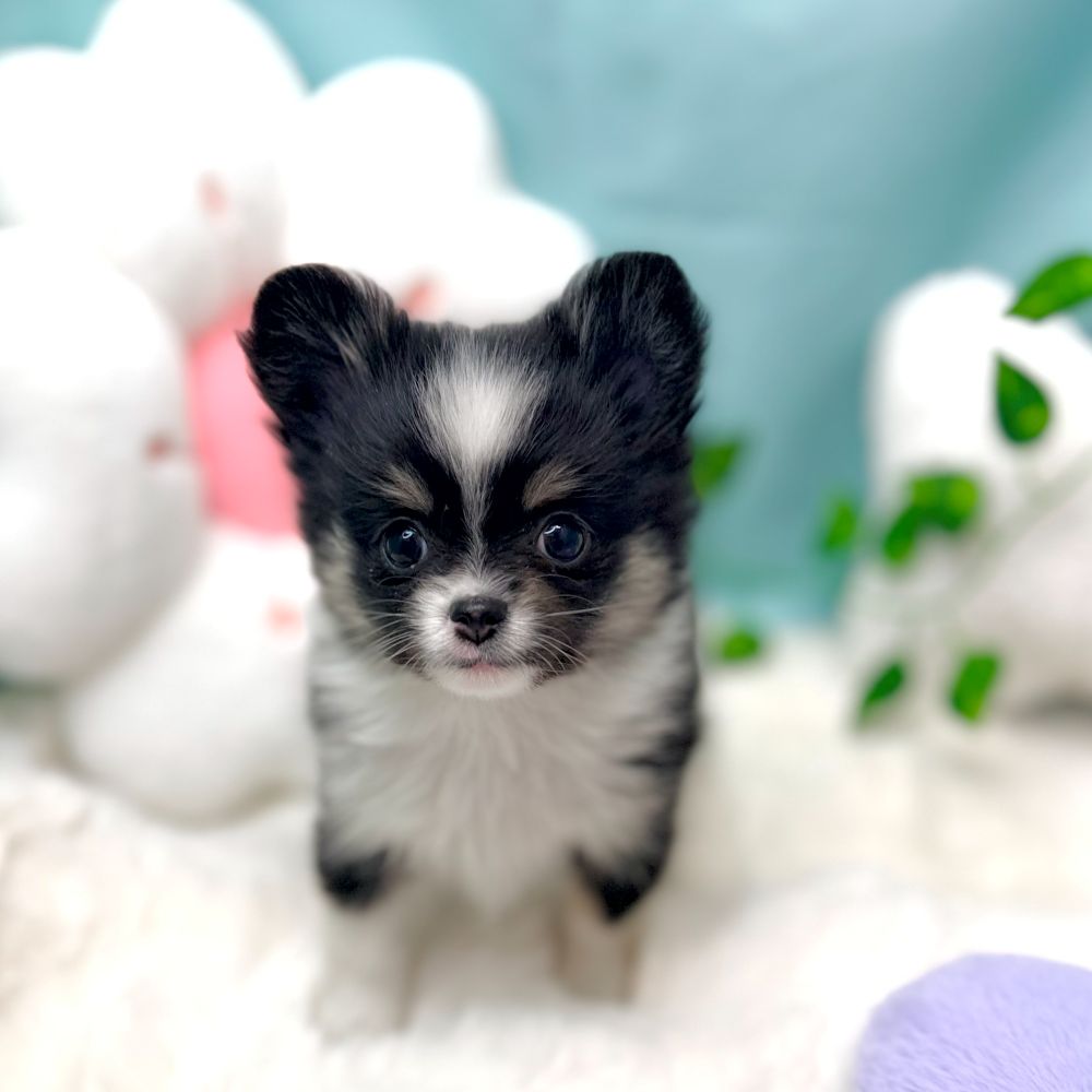 愛知県のポメチワ/チワポメ/ポメチー(ポメラニアン×チワワ) (犬の家＆猫の里愛知刈谷店/2026年1月6日生まれ/女の子/ブラックタンホワイト)の子犬の4枚目の画像