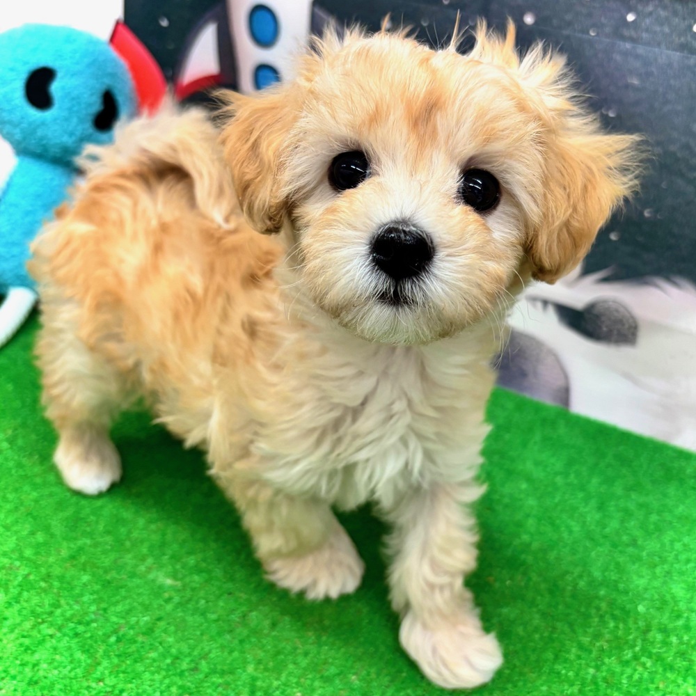 愛知県のマルプー(マルチーズ×プードル) (犬の家＆猫の里名古屋天白店/2026年1月4日生まれ/男の子/クリーム)の子犬の4枚目の画像