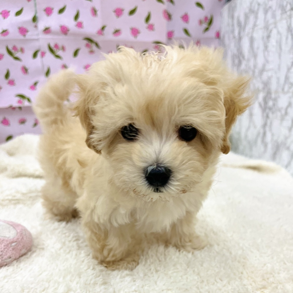 愛知県のマルプー(マルチーズ×プードル) (犬の家＆猫の里エアポートウォーク店/2026年1月4日生まれ/女の子/クリーム)の子犬の4枚目の画像