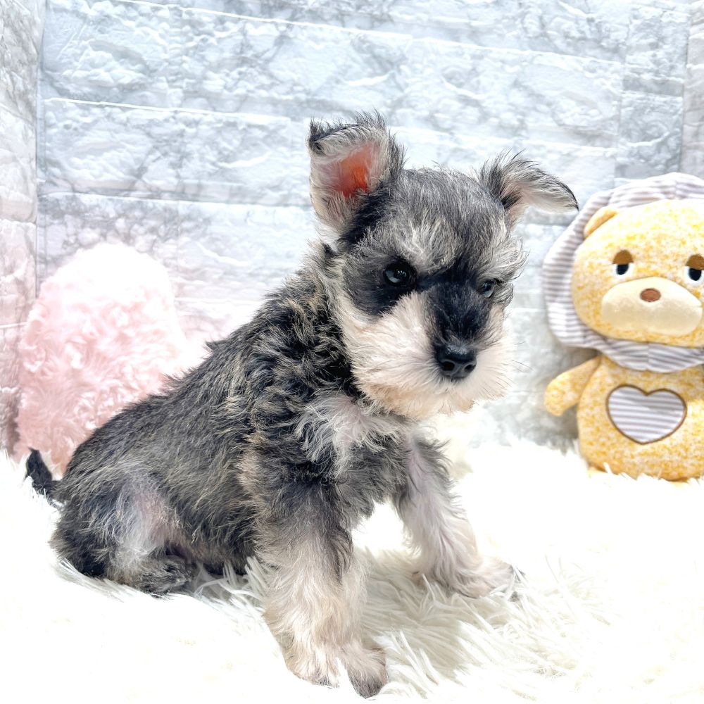 愛知県のミニチュアシュナウザー (犬の家＆猫の里MiO香久山店/2026年1月4日生まれ/男の子/ソルトペッパー)の子犬の4枚目の画像