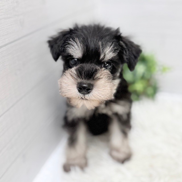 愛知県のミニチュアシュナウザー (犬の家＆猫の里豊田店/2026年1月4日生まれ/男の子/ブラックシルバー)の子犬の4枚目の画像