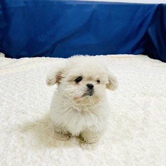 愛知県のペキプー(ペキニーズ×プードル) (犬の家＆猫の里一宮店/2026年1月6日生まれ/男の子/クリームホワイト)の子犬の4枚目の画像