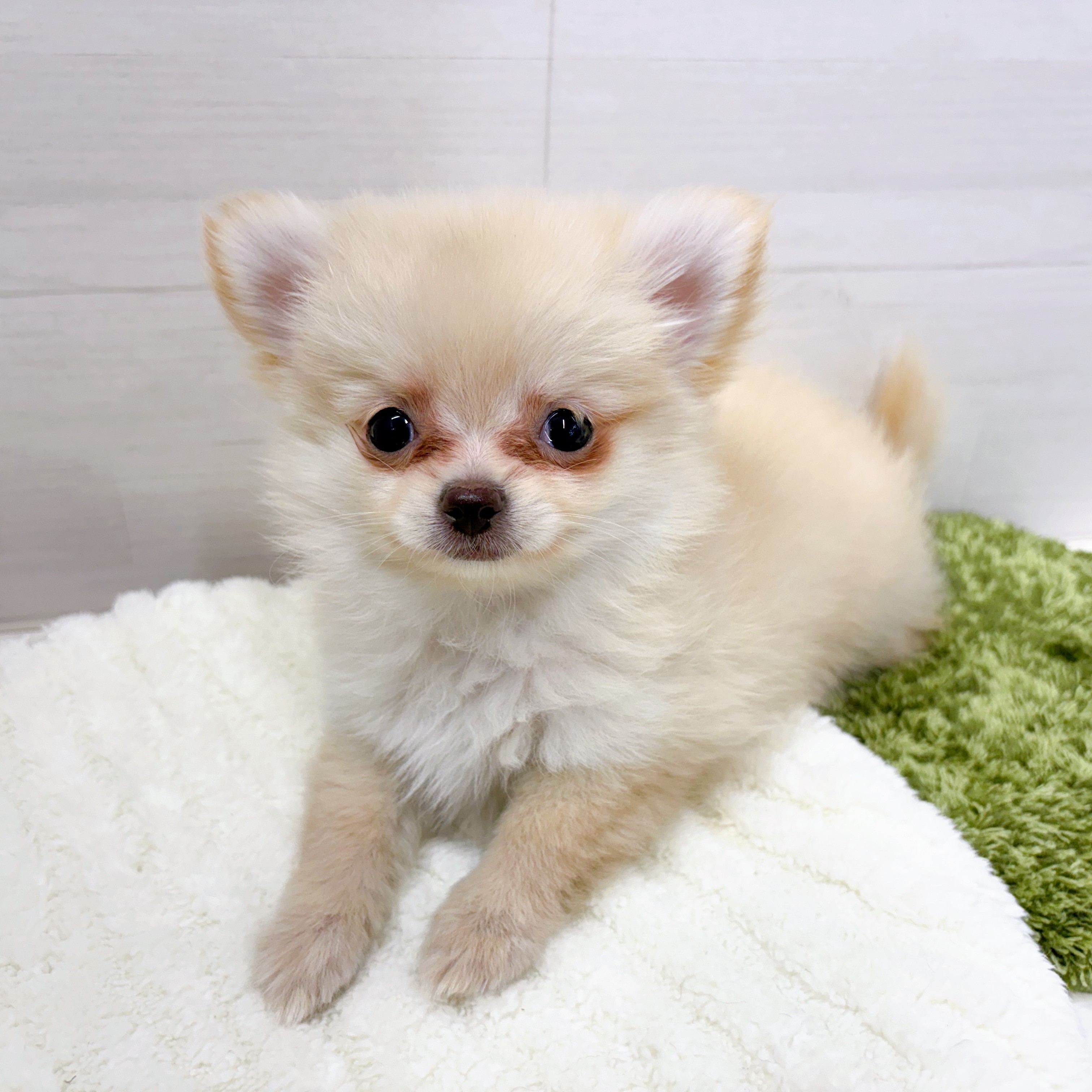 石川県のポメチワ/チワポメ/ポメチー(ポメラニアン×チワワ) (犬の家＆猫の里アミーゴ金沢おこばた店/2025年12月28日生まれ/女の子/クリーム)の子犬の4枚目の画像