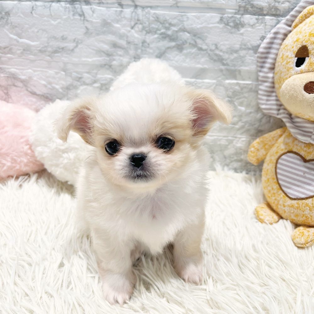 愛知県のチワペキ/ペキチー/ペキチワ(チワワ×ペキニーズ) (犬の家＆猫の里MiO香久山店/2026年1月7日生まれ/男の子/クリームホワイト)の子犬の4枚目の画像