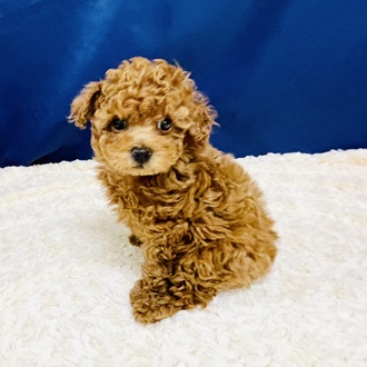 愛知県のトイプードル(トイ) (犬の家＆猫の里一宮店/2026年1月7日生まれ/女の子/レッドフォーン)の子犬の4枚目の画像