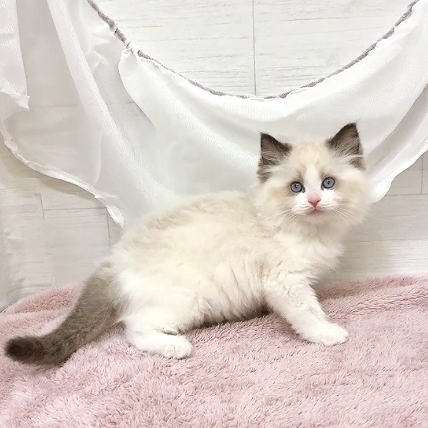 愛知県のラグドール (犬の家＆猫の里碧南店/2026年1月6日生まれ/男の子/シールポイントバイカラー)の子猫の4枚目の画像