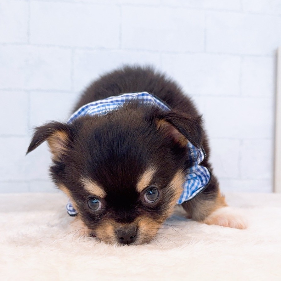 石川県のチワワ(ロング) (犬の家＆猫の里金沢店/2026年1月6日生まれ/男の子/ブラックタン)の子犬の4枚目の画像