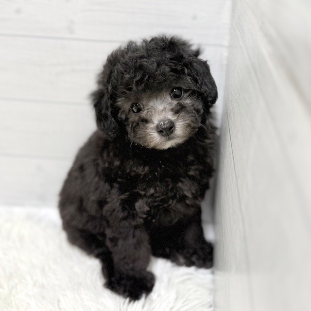 トイプードル男の子の写真