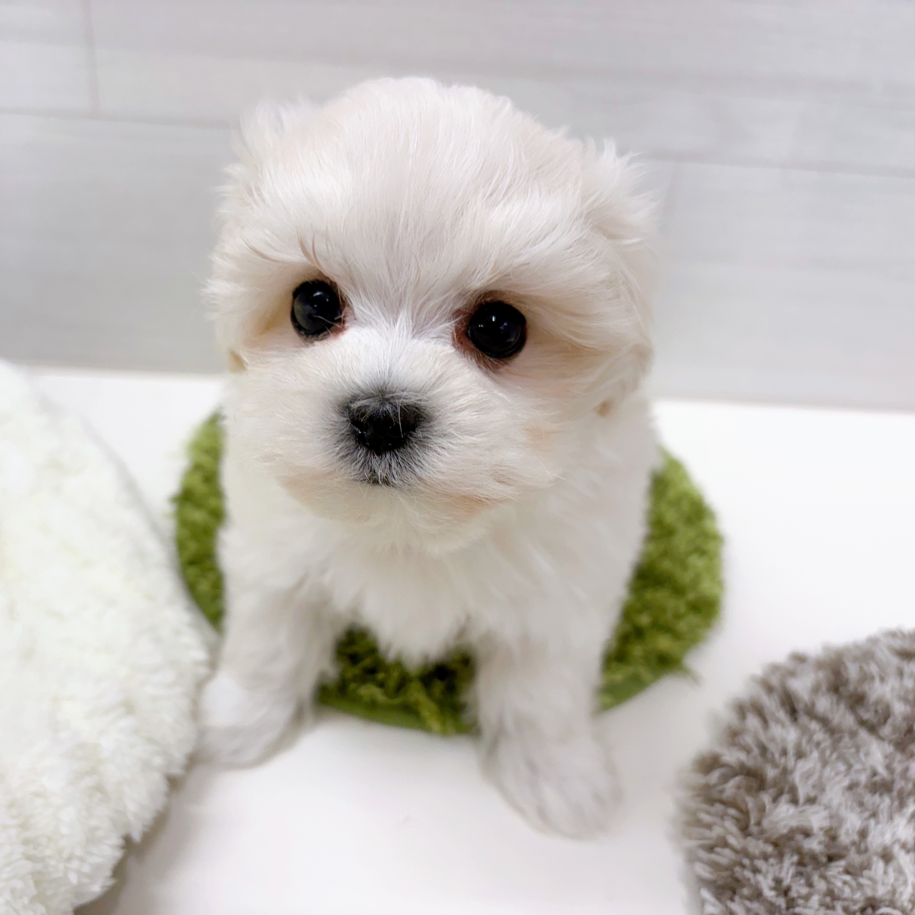 石川県のマルプー(マルチーズ×プードル) (犬の家＆猫の里アミーゴ金沢おこばた店/2026年1月5日生まれ/男の子/ホワイト)の子犬の4枚目の画像