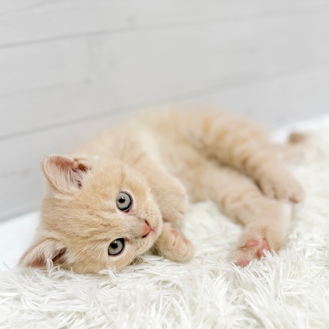 愛知県のブリティッシュショートヘアー (犬の家＆猫の里豊田店/2026年1月7日生まれ/男の子/クリーム)の子猫の4枚目の画像