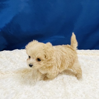 愛知県のマルプー(マルチーズ×プードル) (犬の家＆猫の里一宮店/2026年1月7日生まれ/女の子/アプリコット)の子犬の4枚目の画像