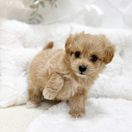 岐阜県のマルプー(マルチーズ×プードル) (犬の家＆猫の里カラフルタウン岐阜店/2026年1月7日生まれ/男の子/アプリコット)の子犬の4枚目の画像