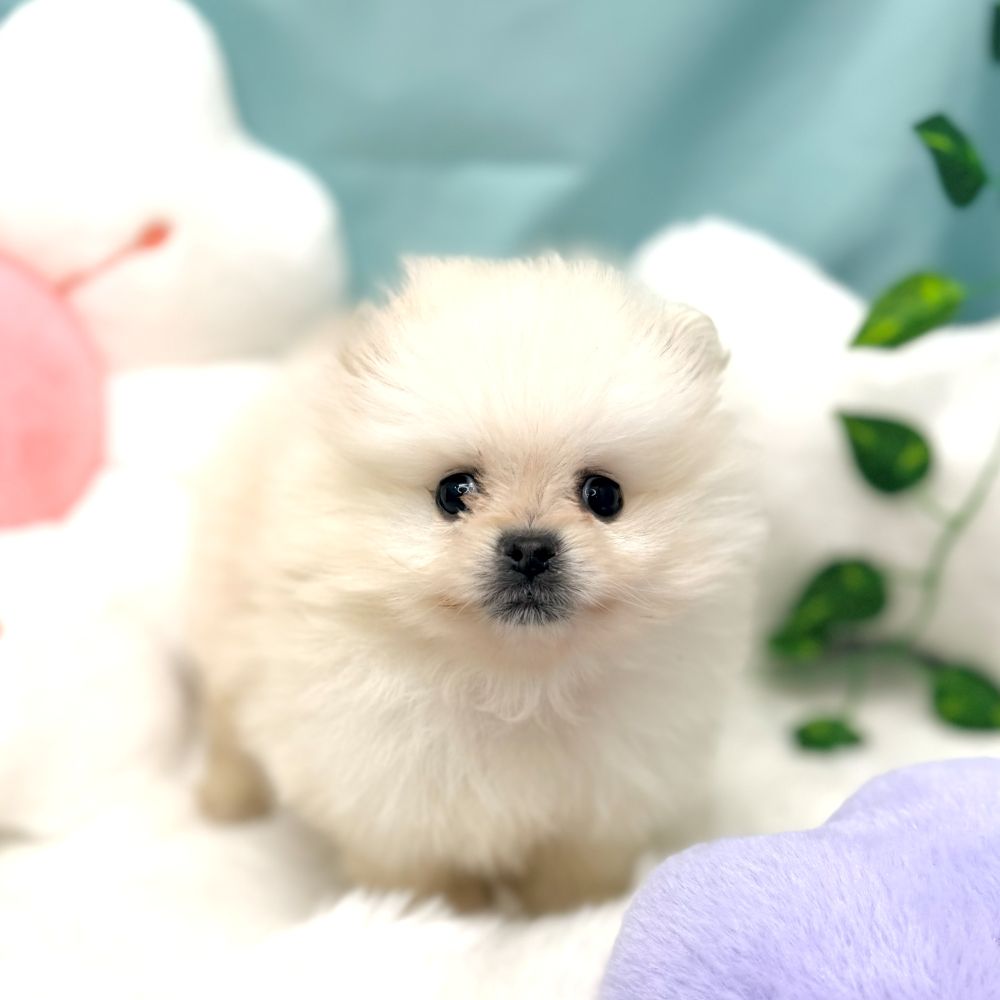 愛知県のポメラニアン (犬の家＆猫の里愛知刈谷店/2026年1月6日生まれ/男の子/ホワイト)の子犬の4枚目の画像